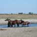 Delta Dunarii, Sulina, Letea, jud. Tulcea,