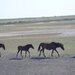Delta Dunarii, Sulina, Letea, jud. Tulcea,